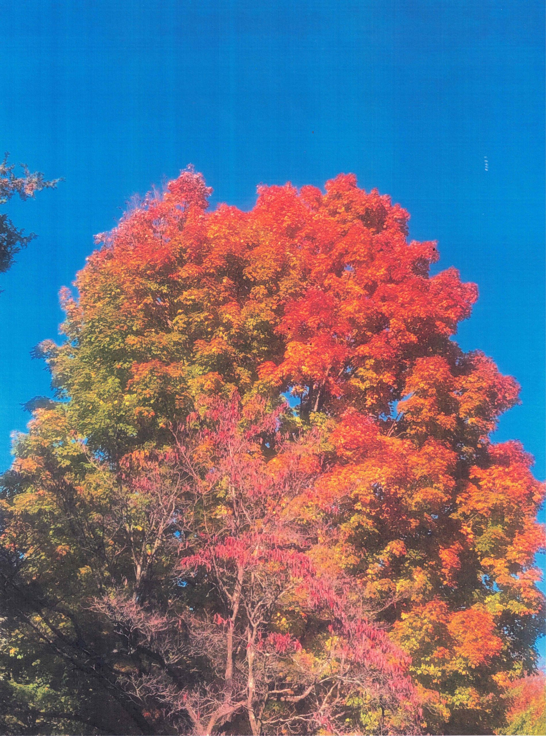Autumn Tree n Blue Sky