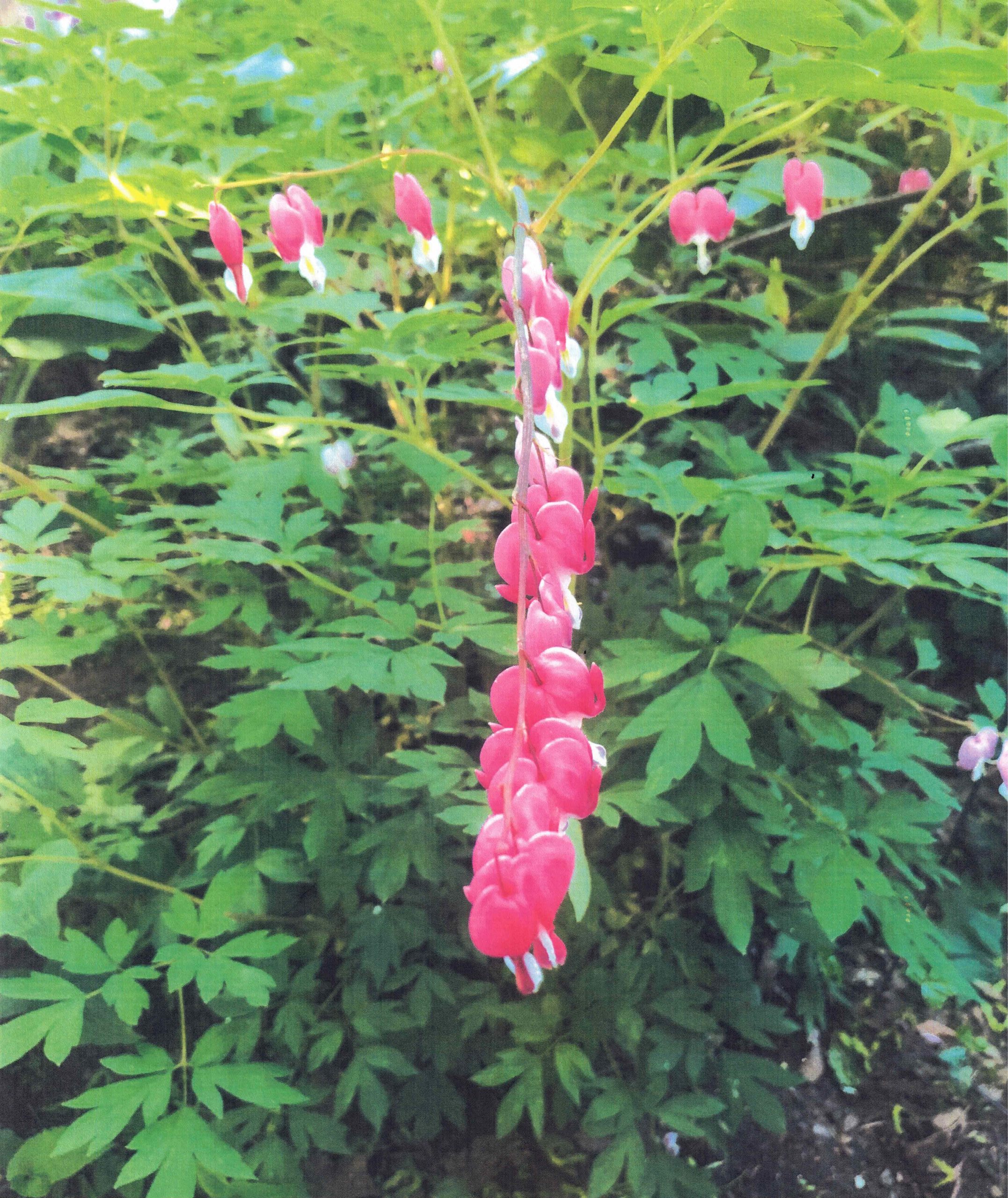 BLEEDING HEART SYMMETRY