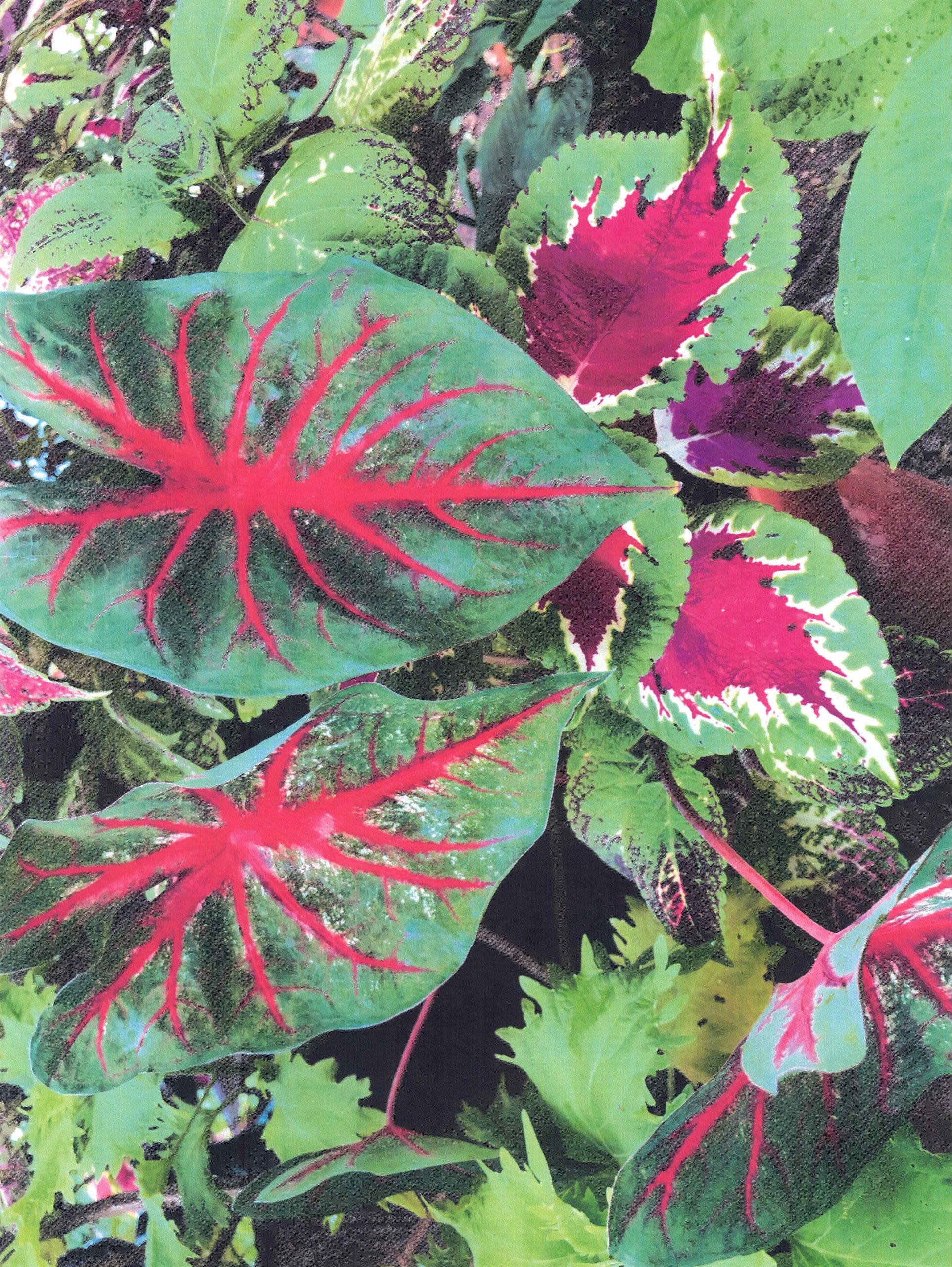 Caladiums-n-coleeuses